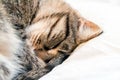 A tiger cat sleeps in soft cozy bed. Cat curled into a ball Royalty Free Stock Photo