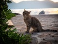 Tiger cat walking on the beach in Greece on sunset Royalty Free Stock Photo