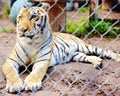 Tiger catty shack wildlife sanctuary florida usa Royalty Free Stock Photo