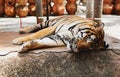 .Royal Tiger laying Chained on Stage for the Safety of Tourists in the open zoo
