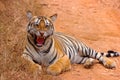 Tiger- Chandi Female Cub, Panthera Tigris, Umred-Karhandla Sanctuary, Maharashtra