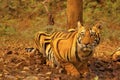 Tiger- Chandi male cub, Panthera tigris, Umred-Karhandla Sanctuary, Maharashtra Royalty Free Stock Photo