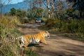 Tiger chase for hunting prey at dhikala zone of jim corbett national park or tiger reserve Royalty Free Stock Photo