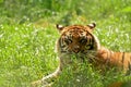 Tiger at chester zoo