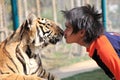 Tiger,Chiang Mai, Thailand Royalty Free Stock Photo