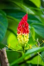 Tiger claw lily flower is a beautiful and unique flower in nature close up, lush green background, the red and yellow color Royalty Free Stock Photo