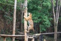 Tiger climb the pole to eat bait Royalty Free Stock Photo