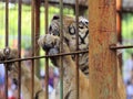 Tiger climbing in cage