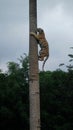 A Tiger Climbing a High Pole