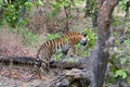 Tiger climbing tree in the jungles of South Asia