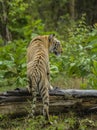 Tiger climbing a tree log