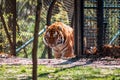 Tiger climbing up a hill in its enclosure at the John Ball Zoo