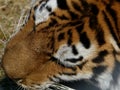 Tiger close in on head whilst eating Royalty Free Stock Photo