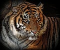 Tiger Royalty Free Stock Photo