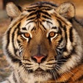 Tiger close-up of face, in natural habitat Royalty Free Stock Photo