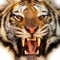 Tiger close-up of face, in natural habitat Royalty Free Stock Photo