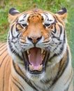 Tiger close-up of face