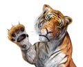 Tiger close up, facing the viewer. Royalty Free Stock Photo