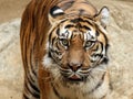 Tiger Royalty Free Stock Photo