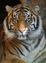 Tiger Royalty Free Stock Photo
