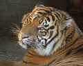 Tiger Royalty Free Stock Photo