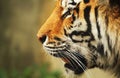 Tiger Royalty Free Stock Photo