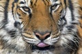 Tiger Close Up