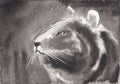 Tiger closeup portrait. Dark background. Hand drawn in china ink on watercolor paper texture