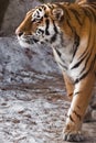 Tiger closeup, proud face and front paws. The powerful and beautiful big cat Amur tiger goes on snow