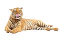 Tiger with clupping path Royalty Free Stock Photo