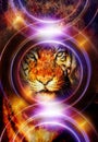 Tiger collage on color abstract background and