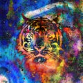 Tiger collage on color abstract background, rust structure, wildlife animals.