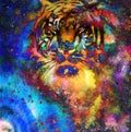 Tiger collage on color abstract background