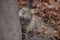 A tiger-colored cat climbs a tree in a shelter background