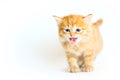 Tiger colored kitten meowing on the white backgro Royalty Free Stock Photo