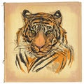 Tiger - colored line art Royalty Free Stock Photo