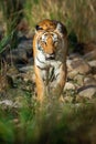 Tiger coming head on with green background at dhikala zone of jim corbett national park, uttarakhand, india