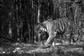 Tiger coming out from bamboo forest at Tadoba Andhari Tiger Reserve, India