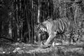 Tiger coming out from bamboo forest at Tadoba Andhari Tiger Reserve, India