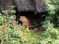 Tiger coming out of a cave