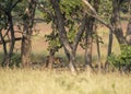 Tiger coming out from wooded area at Kanha National Park,Madhya Pradesh,India