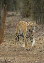 Tiger coming out of woods in front of a vehical l in evening hours