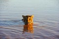Tiger cooling off in the water Royalty Free Stock Photo