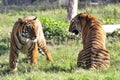 Tiger couple Royalty Free Stock Photo