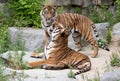 Tiger couple Royalty Free Stock Photo