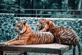 Tiger Couple at Zoo Royalty Free Stock Photo