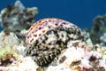 Tiger Cowrie