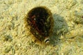 Tiger Cowrie - Cypraea tigris, in the Red Sea in Marsa Alam Egypt Royalty Free Stock Photo