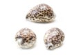 Tiger cowrie Cypraea tigris seashell Royalty Free Stock Photo