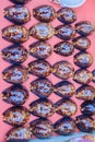 Tiger cowrie (Cypraea tigris) shells for sale in the beach market. Cypraea tigris is a species of cowry, a large sea snail, a mar Royalty Free Stock Photo